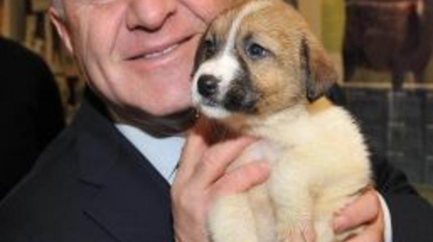 Kadık&ouml;y'de Pet-shoplarda Hayvan Satışı Yasağı Başladı