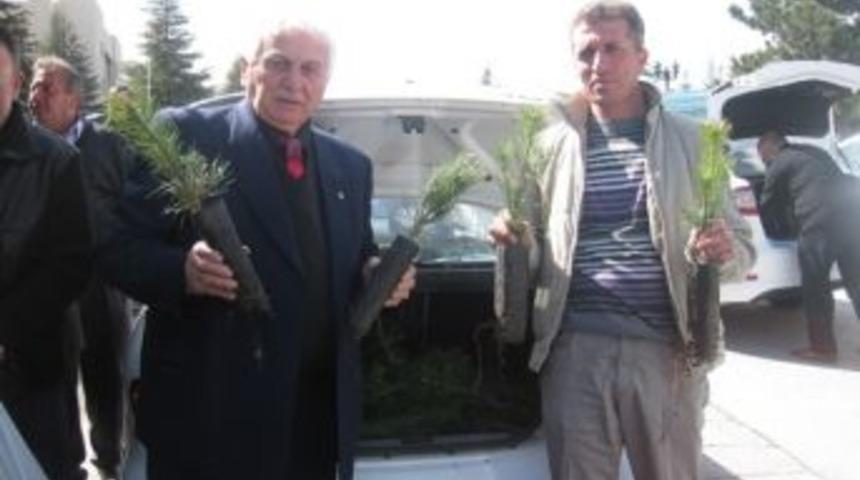 G&ouml;lbaşı Kaymakamlığı &Ccedil;am Fidanı Dağıttı