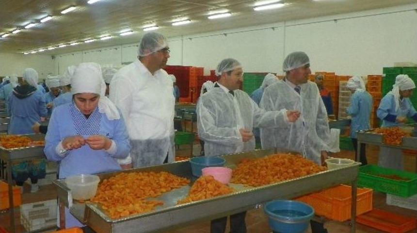 &Ouml;z'den Kayısı Tesisilerinde İnceleme