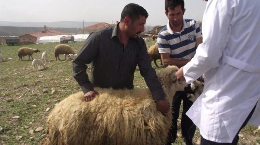 Koyunların Küpelenmesine Başlandı