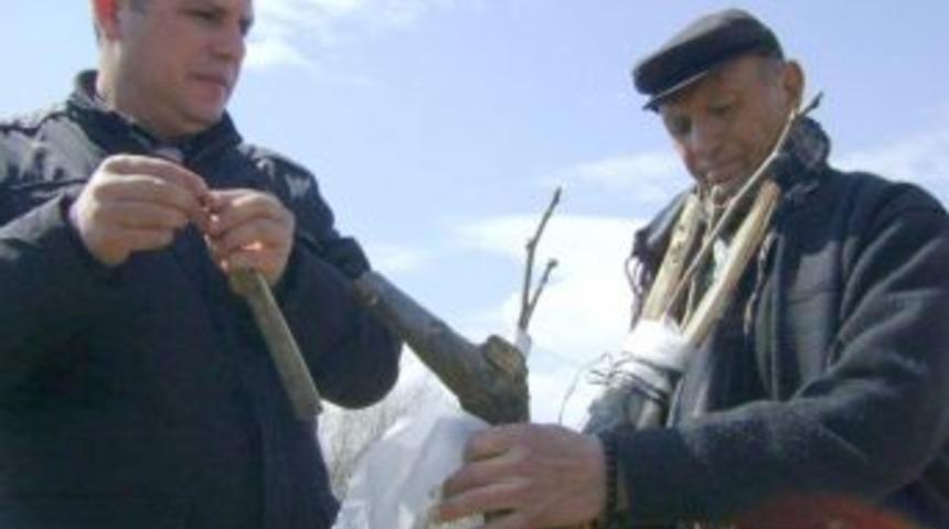 Kaman Cevizi Aşılama Eğitimi Veriliyor