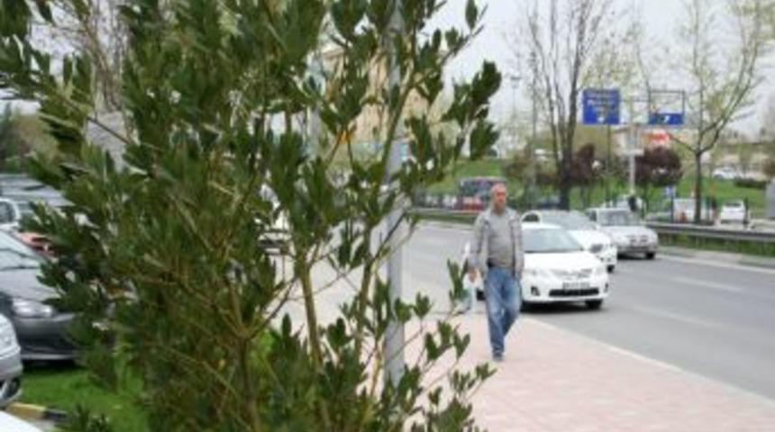 Bursa'da Hem Lodos Hem Yağmur Etkili Oluyor