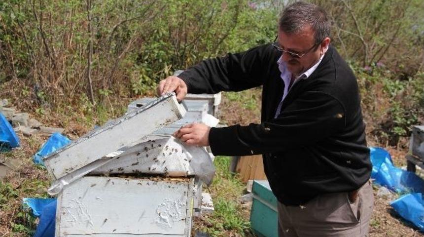 Rize'li Arıcılardan 'deli Bal' Uyarısı