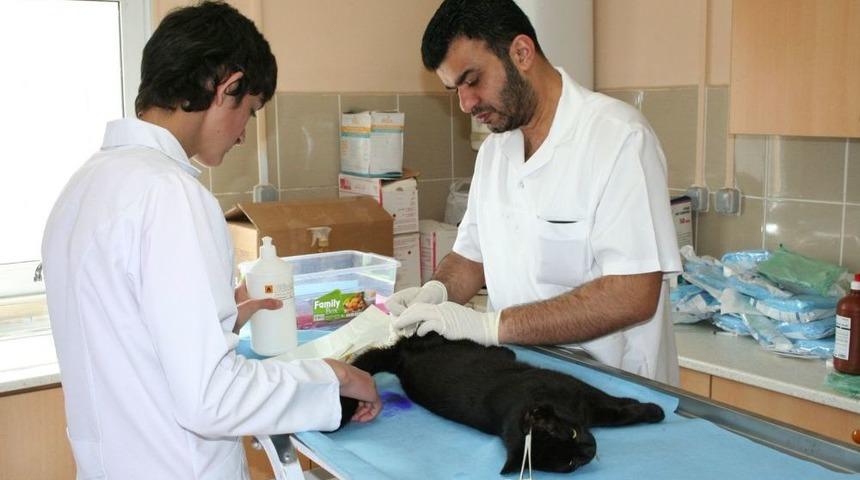 Ev Ve Sokak Kedileri Kısırlaştırılıyor