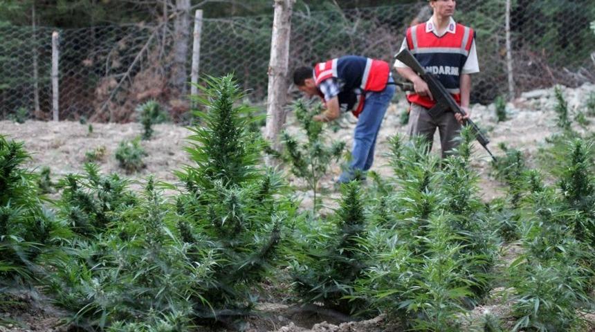 Jandarma Uyuşturucu Tacirini Sigara Izmaritinden Yakaladı