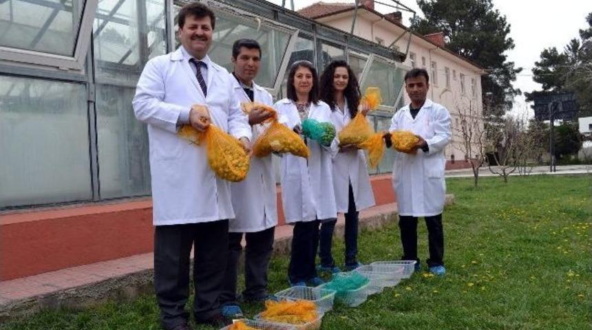 T&uuml;rkiye&rsquo;nin İlk Yerli Patates &Ccedil;eşidi Tescilleniyor