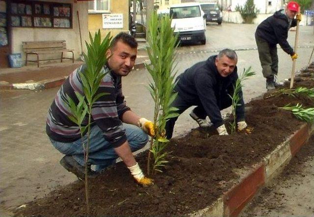 Balya Belediyesi İlçeyi Yeşillendiriyor