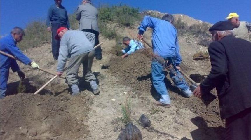 Sungurlu&rsquo;da K&ouml;yl&uuml;ler Fidan Dikti