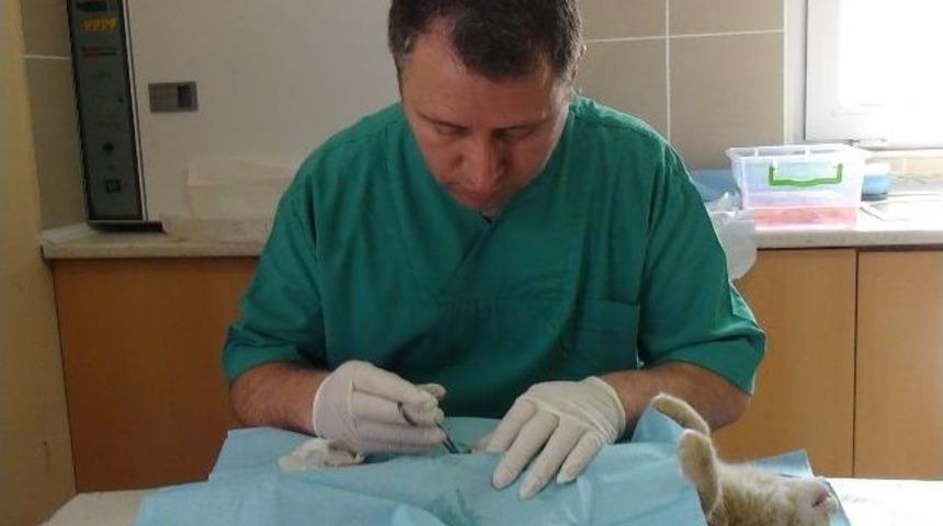 Erzincan&rsquo;da Sokak Kedileri Kısırlaştırılıyor