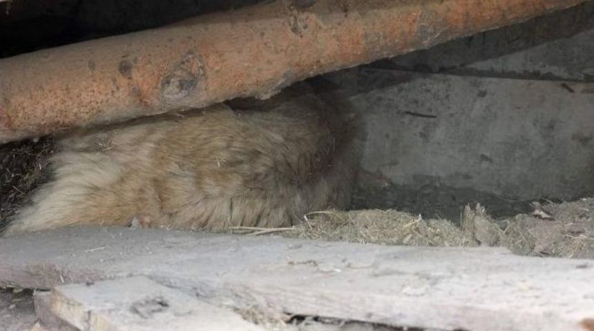 Sarıkamış&rsquo;ta &Ccedil;&ouml;ken &Ccedil;atının Altında Kalan 10 K&ouml;pek Yavrusunu İtfaiye Ekipleri Kurtardı