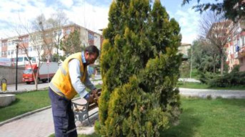Pursaklar&rsquo;da Ağa&ccedil; Budama Timi Işbaşında