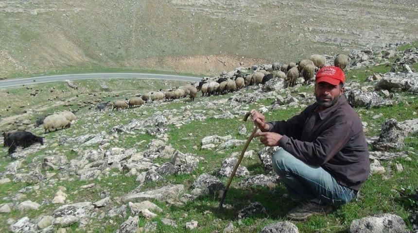 &Ccedil;&ouml;z&uuml;m S&uuml;recinde Askerin &Ccedil;ekildiği Mevzilerde Artık Hayvan Otlatılıyor