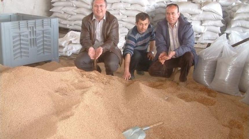 Burhaniye&rsquo;de Tariş Rekor D&uuml;zeyde Zeytin İşledi