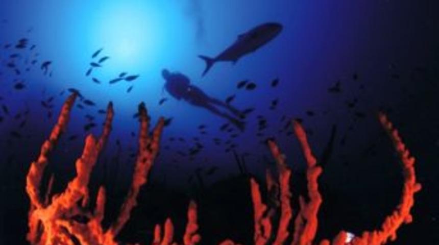 Ankaralılar &ldquo;sualtında Yaşam&rdquo;a Davetli