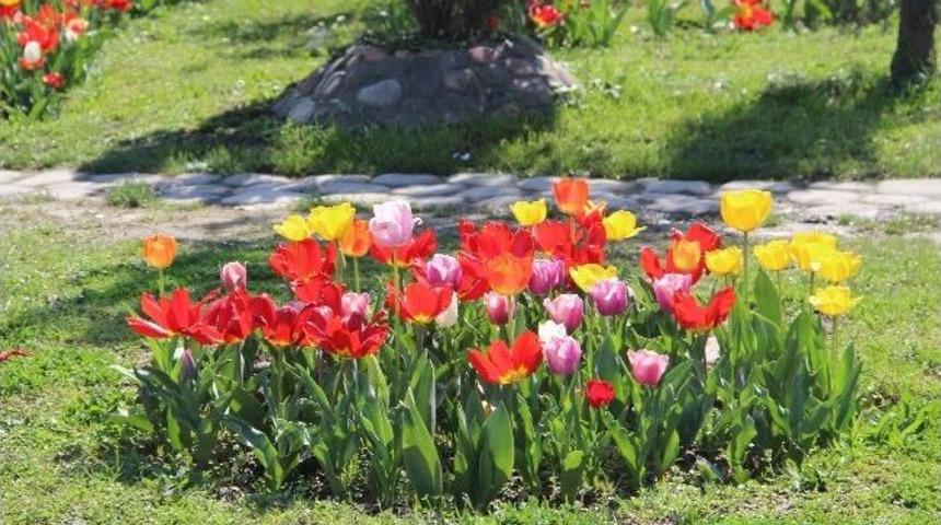 Bartın'da Lale Devri