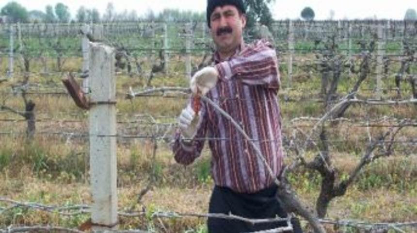 Bağlarda Feromon Kapsülleri Asımına Başlandı