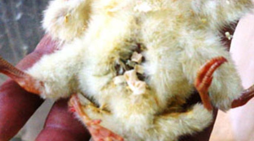 4 ayaklı civcivin &ouml;mr&uuml; 2 g&uuml;n oldu