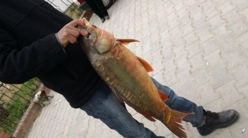 Havalar Isındı Balık&ccedil;ılar Zorda