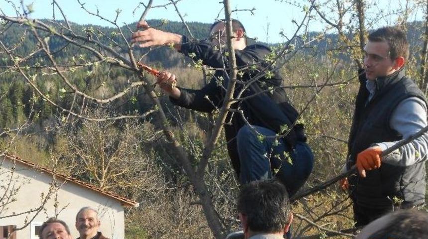 Ersizlerdere'de &Ccedil;ift&ccedil;ilere Uygulamalı Ağa&ccedil; Budama Eğitimi Verildi