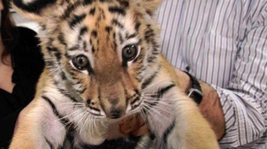 Ankara&rsquo;nın Yavru Kaplanı &lsquo;Cango&rsquo; 3 Aylık Oldu
