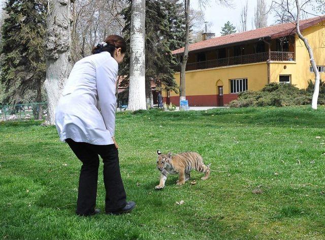 Ankara’nın Yavru Kaplanı ‘Cango’ 3 Aylık Oldu