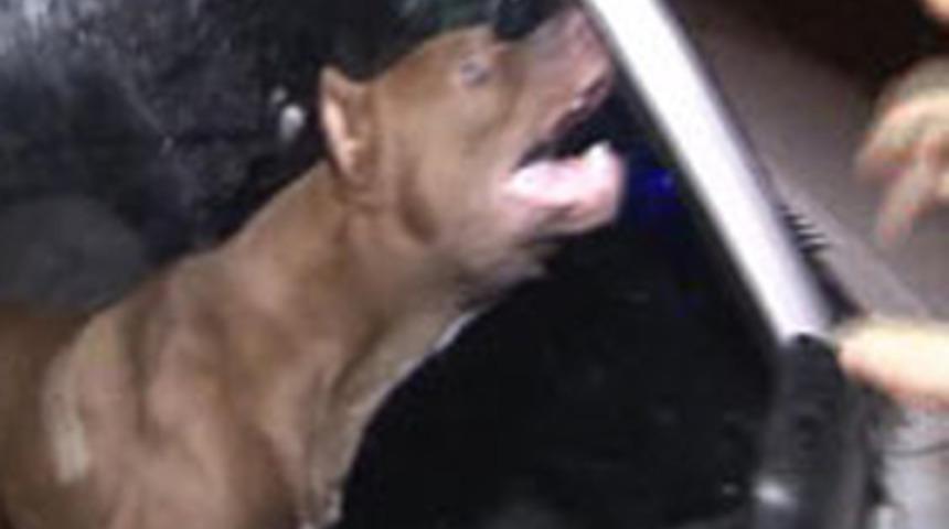 Polislerin pitbull dehşeti