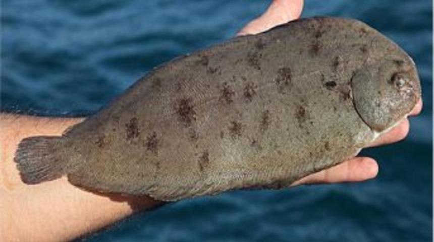 &Ouml;ğretim &Uuml;yesi Keşfetti, Dil Balığının Av Yasağı D&ouml;nemi Değişti