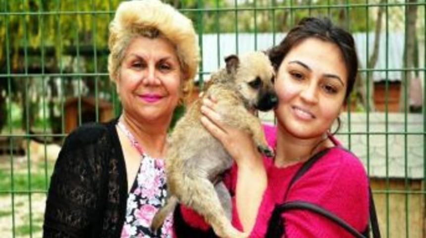 Petshoptan Değil, Barınaktan Hayvan Sahiplenin