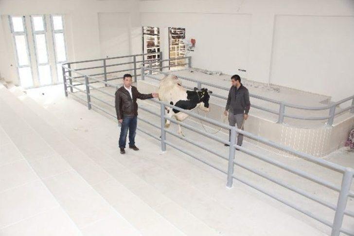 Nazilli Hayvan Pazarı İlgi Görüyor G2