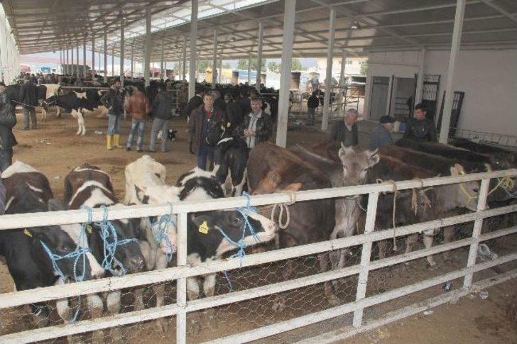 Nazilli Hayvan Pazarı İlgi Görüyor G3