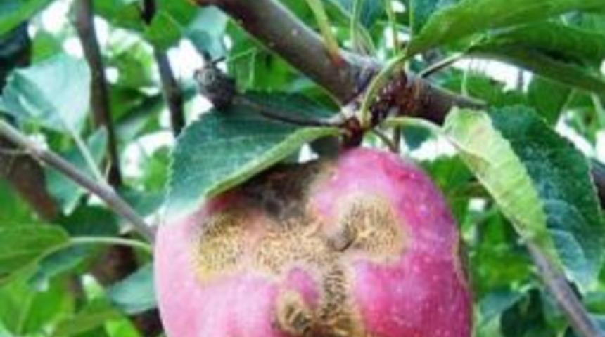 Elma Ve Armut Bah&ccedil;elerinde &lsquo;Karaleke&rsquo; Riski Artıyor