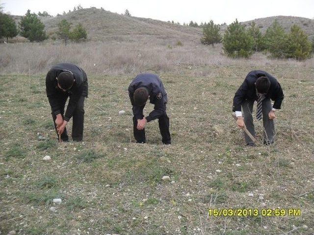 Sungurlu'da İzciler Fidan Dikti