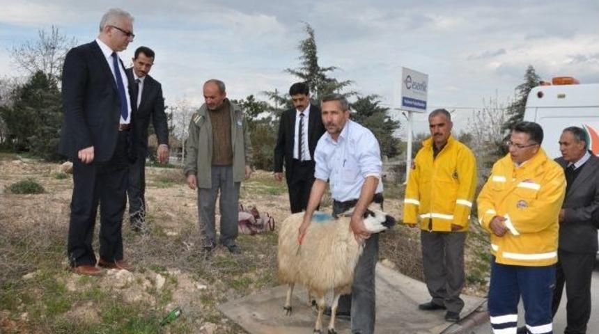 Yeni Ambulanslara Kurban Kesildi
