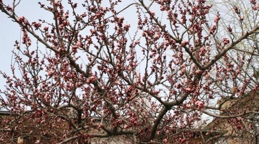 Van’da Kayısı Ağaçları Çiçek Açtı