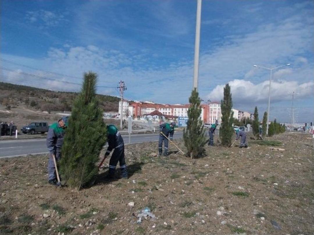 Ehramı Kara&ccedil;am'ı Sadece K&uuml;tahya'da Yetişiyor