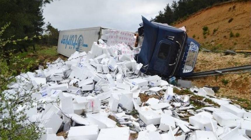 Devrilen Tır&rsquo;daki Balıklar &Ccedil;evreye Sa&ccedil;ıldı