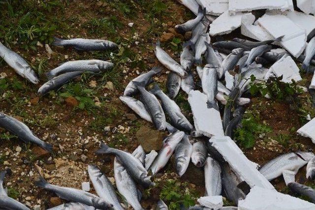 Devrilen Tır’daki Balıklar Çevreye Saçıldı