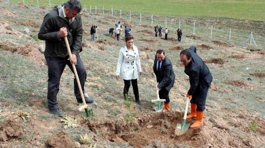 İl &Ouml;zel İdare Yeşil Bir Sivas İ&ccedil;in Harekete Ge&ccedil;ti