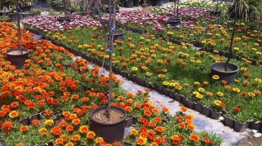 Urla'da Seracılar Kooperatif Kurdu