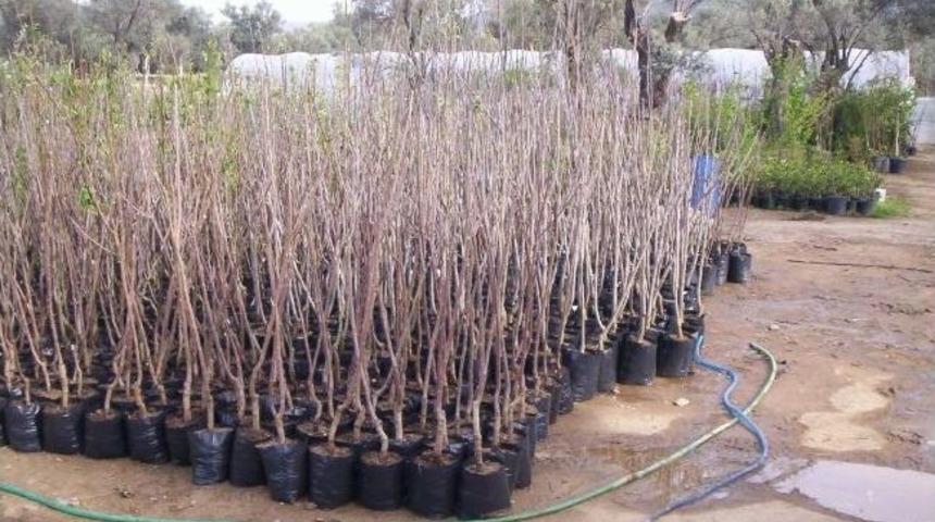 Bademli&rsquo;den Kazakistan&rsquo;a 285 Bin Meyve Fidanı