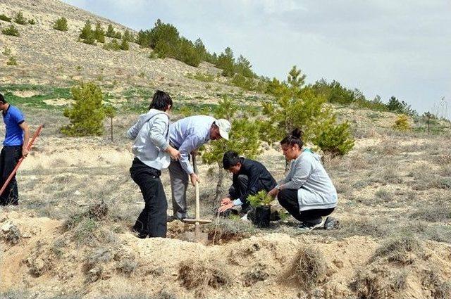 Gürün’de Ağaç Dikimi Seferberliği Başladı