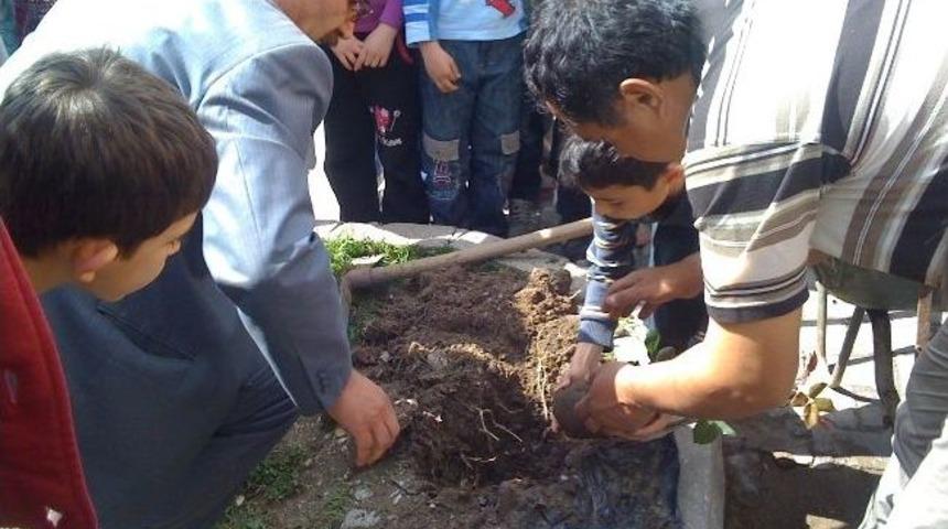 &Ouml;ğrenciler Okul Bah&ccedil;esine &Ccedil;ınar, G&uuml;l Ve Erguvan Dikti