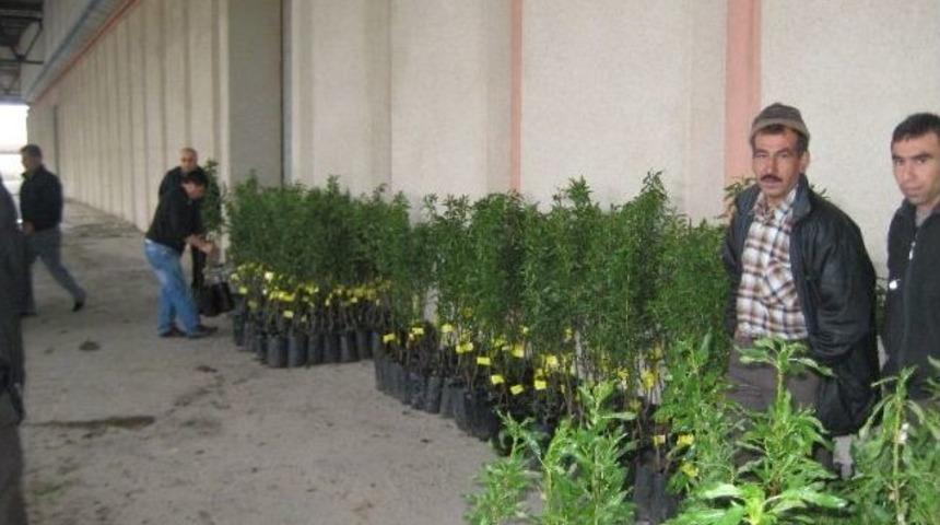Akhisarlı &Ccedil;ift&ccedil;ilere Badem Fidanı Dağıtıldı