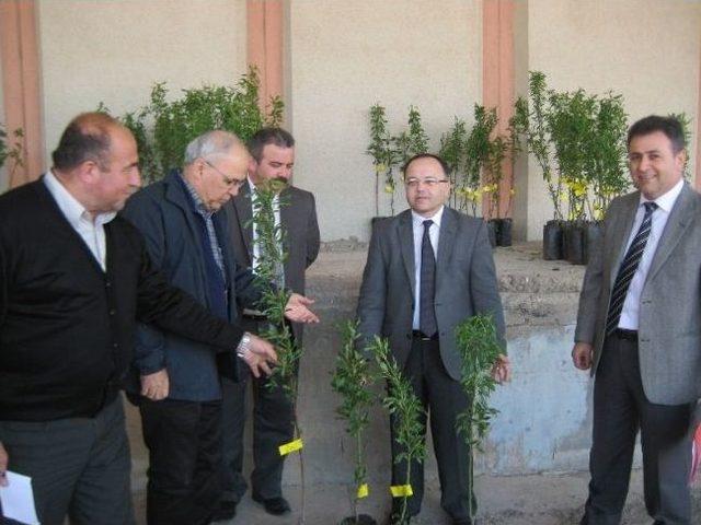 Akhisarlı Çiftçilere Badem Fidanı Dağıtıldı