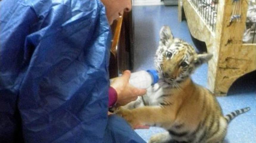 Ofiste Yaşayan Kaplan Cango, Yakında Kafese Ge&ccedil;ecek