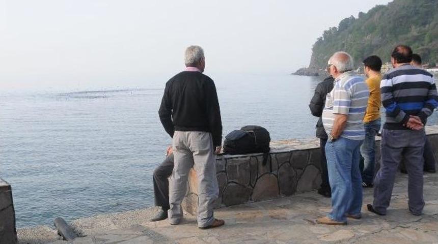 Yunusların Hamsi Avı Çıplak Gözlerle İzlendi