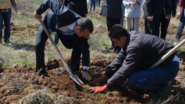Tema Makü Arazisine Meşe Palamudu Dikti