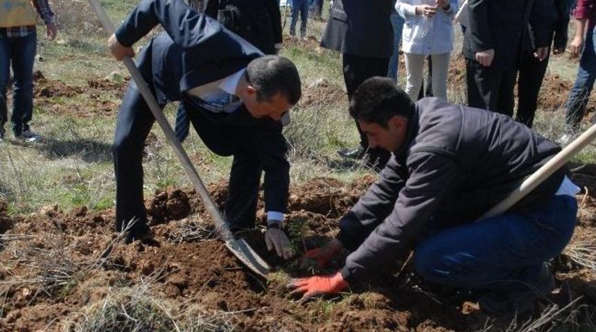 Tema Mak&uuml; Arazisine Meşe Palamudu Dikti