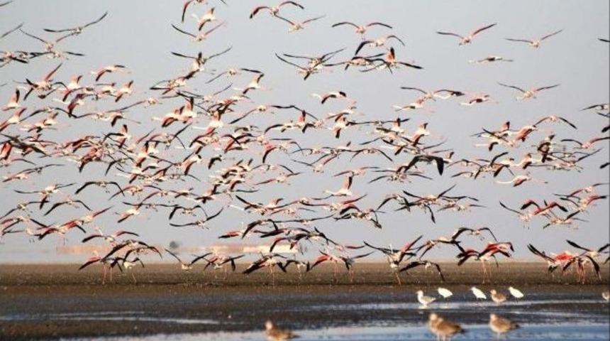 Seyfe G&ouml;l&uuml; Kuş Cenneti Hareketlendi