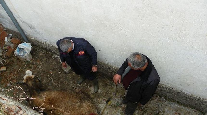 Ayağı Kayan Inek, Evin Bah&ccedil;esine D&uuml;şt&uuml;